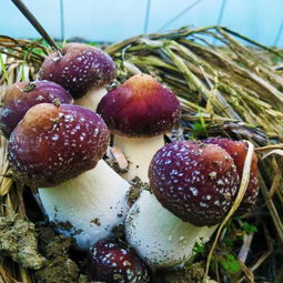 “好品山東”首屆鄉(xiāng)村名品評議與全國農(nóng)產(chǎn)展銷會 谷物銷售迎來新機遇