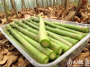 蘆筍 農(nóng)副產(chǎn)品中的美食新星