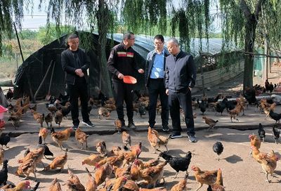 科技助力產(chǎn)業(yè)發(fā)展，國家科技特派團麥積區(qū)肉雞產(chǎn)業(yè)組調(diào)研幫扶肉雞銷售