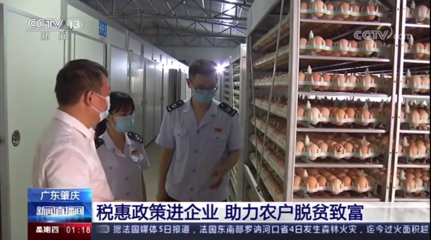 肇慶稅務“智庫”賦能脫貧攻堅 家禽銷售技術服務結碩果