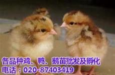 廣州家禽銷售技術服務 提升品質與效益的關鍵