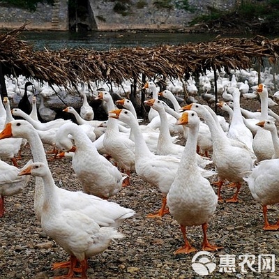 四季白鵝與大三花鵝苗 優質鵝苗批發與家禽養殖技術服務全解析