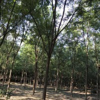 家禽銷售技術服務 農業科技企業的新增長點