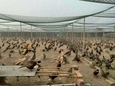 江蘇百正孵化場 專業供應優質鵝苗鴨苗，助力家禽養殖產業發展