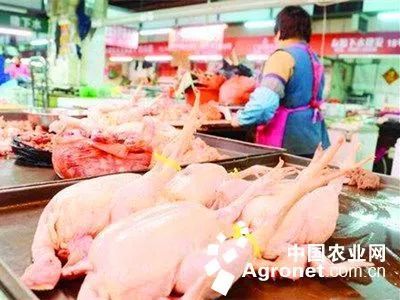 活禽禁售政策下的家禽銷售技術服務轉型與創新