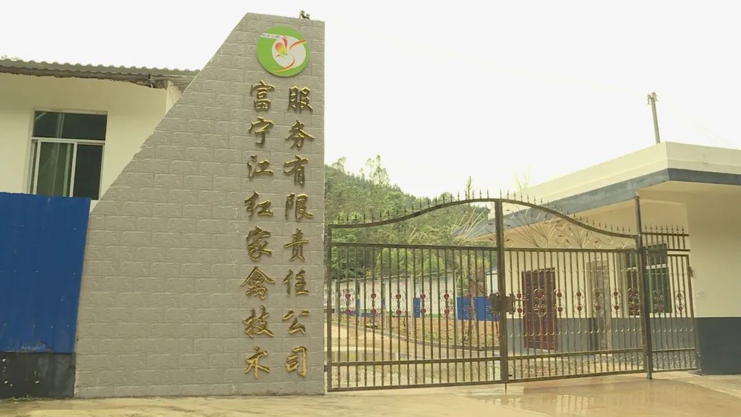 富寧 100余戶貧困戶喜領(lǐng)“致富雞”，家門口增收有了新盼頭
